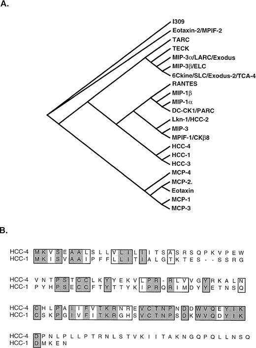 Fig. 5. Phylogenic analysis of HCC-4 and alignment with HCC-1. (A) Phylogenic analysis of the relationship of HCC-4 to other human CC chemokines is shown. HCC-3 (GenBank accession no. Z70293) is a potential splice variant of HCC-1. MIP-3 (GenBank accession no. P55773) is a potential splice variant of MPIF-1. (B) CLUSTAL alignment of HCC-4 and HCC-1. Similar amino acid residues are boxed, whereas identities are boxed and shaded.