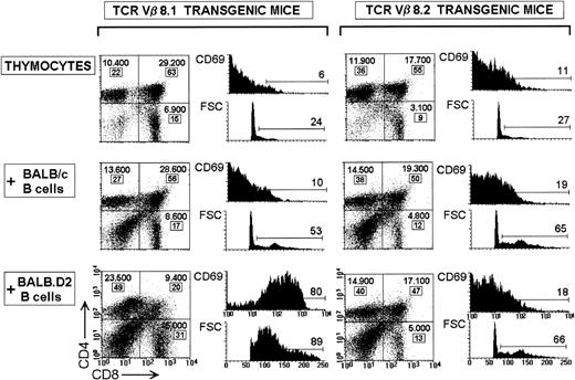 Fig. 1. Specificity of the in vitro deletion of TCR Vβ8.1 TG thymocytes. Dot plots show the CD4 versus CD8 profiles (CD4-TC/CD8-FITC staining) of Mtv-7–reactive TCR Vβ8.1 or nonreactive TCR Vβ8.2 thymocytes cultured for 60 hours alone or with B cells fromMtv-7+ BALB.D2 or Mtv-7−BALB/c mice. Percent deletion values of Vβ8.1 DP thymocytes were 2% and 68% when cultured with BALB/c and BALB.D2 B cells, respectively. For Vβ8.2 DP thymocytes percent deletion value was 0% when either BALB/c or BALB.D2 B cells were used. The absolute cell number per well and the percentage (in boxes) are indicated for each thymocyte subset. The percentages correspond to corrected values, which have been calculated considering DP + CD4+SP + CD8+SP = 100%. Histograms represent the CD69 expression and FSC profile of DP thymocytes for each culture condition. The percentage of CD69+ (FL2 > 20) and blast (FSC > 80) DP thymocytes are shown.