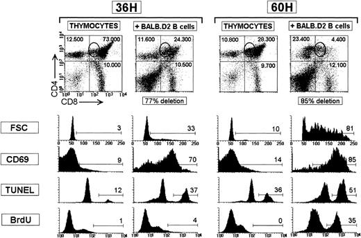 Fig. 2. Phenotype of TCR Vβ8.1 DP TG thymocytes during in vitroMtv-7 SAg-mediated negative selection. Dot plots show the CD4 versus CD8 profiles (CD4-PE/CD8-FITC staining) of TCR Vβ8.1 TG thymocytes cultured for 36 or 60 hours alone or with BALB.D2 splenic B cells. The absolute cell number of DP and SP thymocytes is indicated. Circles indicate the DP CD4+CD8intpopulation. Histograms represent the FSC, CD69 expression, TUNEL staining, and BrdU incorporation of DP thymocytes for each culture condition. Staining details are given in Materials and Methods. The percentage of CD69+ (FL2 > 20), blast (FSC > 70), TUNEL+ (FL1 > 300), and BrdU+(FL1 > 130) DP thymocytes are indicated. The experiment is representative of four experiments with similar results. (Note that the CD4-TC/CD8-FITC staining used in Fig 1 dot plots does not allow a clear definition of the CD4+CD8int DP population.)
