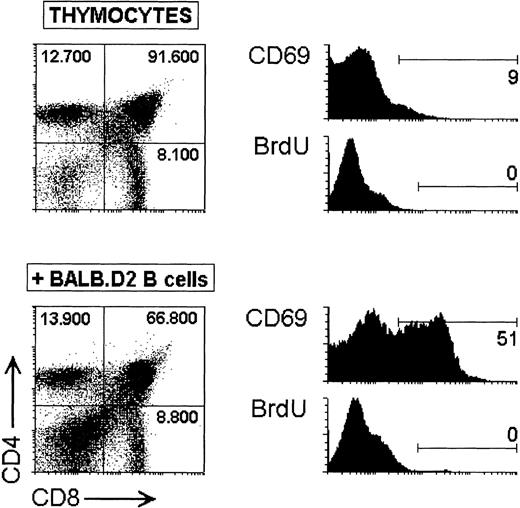 Fig. 3. Analysis of cell activation and BrdU incorporation during the early phase of in vitro SAg-mediated deletion of Vβ8.1 DP TG thymocytes. Dot plots show the CD4 versus CD8 profiles of TCR Vβ8.1 TG thymocytes cultured for 24 hours alone or with BALB.D2 splenic B cells. The absolute cell number of DP and SP thymocytes is indicated. Histograms represent the CD69 expression and BrdU incorporation of DP thymocytes. The percentage of CD69+ (FL2 > 20) and BrdU+ (FL1 > 80) DP thymocytes are indicated. The experiment is representative of three experiments with similar results.