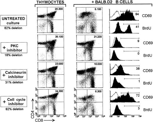 Fig. 4. Cell activation and cell proliferation requirements of SAg-mediated deletion of TCR Vβ8.1 DP TG thymocytes. TCR Vβ8.1 thymocytes were cultured for 60 hours alone or with BALB.D2 splenic B cells in control conditions (untreated), or in the presence of 6 μmol/L BIM (PKC inhibitor), 80 nmol/L CsA (calcineurin inhibitor), or 120 μmol/L mimosine (cell-cycle blocker). Dot plots show the CD4 versus CD8 profile (CD4-PE/CD8-FITC staining) after removing magnetically the B cells using anti-mouse Ig-coated magnetic beads (see Materials and Methods for details). The absolute cell number of DP thymocytes is indicated. The statistics corresponding to four similar experiments are given in Table 1. Histograms represent the CD69 expression and BrdU incorporation of DP thymocytes for each culture condition. The percentage of CD69+ (FL2 > 20) and BrdU+ (FL1 > 80) DP thymocytes are indicated.