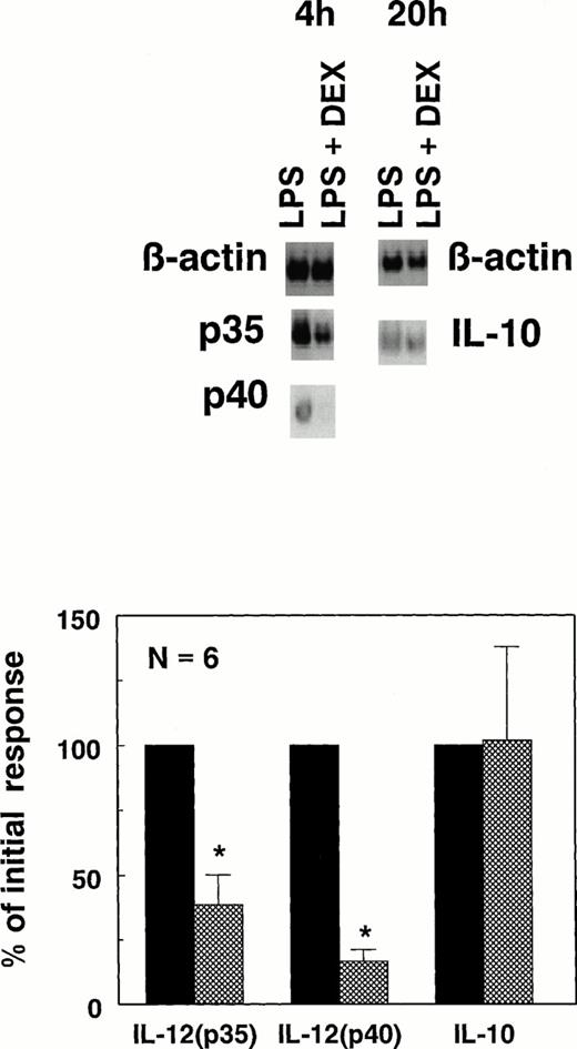Fig. 3. Sensitivity of IL-12(p40), IL-12(p35) mRNA, and IL-10 mRNA to DEX. mRNA was isolated from whole-blood cultures stimulated with 250 ng/mL LPS with (▩) or without (▪) 10−6 mol/L DEX and used to perform semiquantitative RT-PCR assays for IL-12(p40), IL-12(p35), and IL-10 as described in Materials and Methods. mRNA for IL-12(p40) and IL-12(p35) were measured after 4 hours of culture, whereas IL-10 mRNA was measured after 20 hours of culture; these time points were previously established to be optimal for the expression of these particular mRNAs. Results shown are density scans of one typical donor (top) as well as the mean ± SEM of six different healthy donors, expressed as a percentage of the mRNA expression in the absence of DEX (bottom). *P < .05.