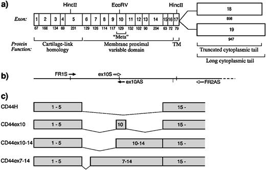 Fig. 1. Genomic organization of CD44 and the resulting exon 10–containing CD44 splice variants. (a) The genomic organization of CD44 and sizes of individual CD44 exons are shown. Specific functional domains of CD44, including the region of cartilage-link homology, the membrane-proximal variable domain with the “metastasis (meta)” epitope, the transmembrane region and the alternatively spliced cytoplasmic tails are indicated. (b) Schema for synthesis of exon 10–containing CD44 variable regions is shown. The positions of the sense oligonucleotides, FR1S and ex10S, and the antisense oligonucleotides, ex10AS and FR2AS, are indicated. (c) The resulting alternatively spliced exon 10–containing CD44 variants (CD44ex10, CD44ex10-14, CD44ex7-14) and CD44H are shown.