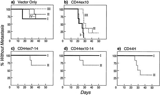 Fig. 5. CD44ex10 transfectants are more likely to cause systemic metastases in nude mice. Two to four independently derived CD44ex10, CD44ex7-14, CD44ex10-14, CD44H, or vector-only Namalwa transfectants were injected into the tail veins of nude mice. Animals were subsequently followed daily for the onset of hindlimb paralysis, an early indicator of leptomeningeal/CNS infiltration and widely metastatic disease. Animals in which hindlimb paralysis developed were sacrificed and evaluated for additional histologic evidence of disseminated lymphoma. The data represent a summary of two identical experiments in which a cohort of three animals was injected with each of the indicated independently derived Namalwa transfectants (vector-onlyI, II, III, or IV, CD44ex10I, II, or III, CD44ex7-14I or II, CD44ex10-14I or II, or CD44HI or II). Data are plotted as percentage of injected animals without metastasis over time (50 days). Animals that received CD44ex10 transfectants were significantly less likely to remain free of metastases than animals that were given vector-only transfectants (CD44ex10, 11% v vector-only, 79% metastasis-free, P < .0001). By contrast, animals that received the larger exon 10–containing isoforms or CD44H were as likely to remain free of metastases as vector-only control animals (CD44ex7-14, 83%, CD44ex10-14, 83%, CD44H, 67% vvector-only, 79% metastasis-free, all P values NS). The likelihood of remaining free of metastasis after receiving a given CD44 or vector-only transfectant was determined by averaging the percentages of metastasis-free animals that received each independently derived clone: vector-only, four clones; CD44ex10, three clones; CD44ex7-14, two clones; CD44ex10-14, two clones; CD44H, two clones. Pvalues were calculated using a 2 × 2 Fisher's exact test.