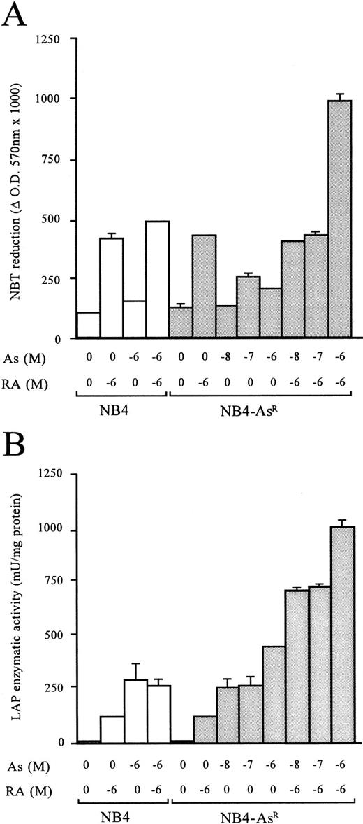 Fig. 3. (A) Effects of As2O3, RA, or their combination on the NBT-reducing activity of NB4 and NB4-AsR cells. Aliquots of 5 × 105 cells were treated for 3 days as indicated under the plot. (B) Effects of As2O3, RA, or the combination of the two compounds on LAP enzymatic activity. Aliquots of 106 cells were treated with RA, As2O3, or the combination of 10−6 mol/L RA plus As2O3 for 3 days. Each value represents the mean ± SD of three independent measurements.