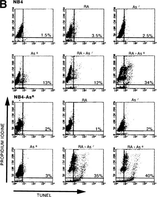 Fig. 7. (A) Effect of As2O3and/or RA on NB4 and NB4-AsR cell growth. NB4 and NB4-AsR were seeded at 105 cells/mL and incubated with 10−7 mol/L As2O3(•), with 10−6 mol/L RA (⧫), with the combination of 10−6 mol/L RA and 10−7 mol/L As2O3 (▴) or without As2O3 (□). A representative experiment among three separate assays is shown. Each value represents the mean ± SD of three determinations. (B) Effect of As2O3and/or RA on NB4 or NB4-AsR cell apoptosis. NB4 and NB4-AsR were treated for 3 days as indicated in the pictures. The percentage of apoptosis (%) was determined by a TUNEL assay (abscissa) and PI staining (ordinate), and analyzed by flow cytometry.