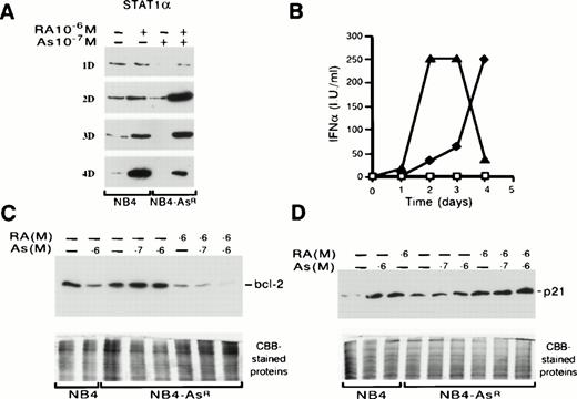 Fig. 8. Western blot analysis of Bcl-2, STAT1α, p21 expressions, and IFNα production in NB4 and NB4-AsR cells (A) NB4-AsR, maintained in 10−7 mol/L As2O3, and NB4 cells were treated with medium alone or 10−6 mol/L RA. The time-course of synthesis of STAT1α protein is depicted. (B) Time-course of IFNα secretion. NB4 cells were treated with medium alone (□) or 10−6 mol/L RA (⧫). NB4-AsR cells were treated with 10−7 mol/L As2O3 (completely coinciding with □) or 10−7 mol/L As2O3 plus 10−6 mol/L RA (▴). (C and D) NB4 or NB4-AsR cells were grown for 36 hours with the different treatments indicated in the figure.