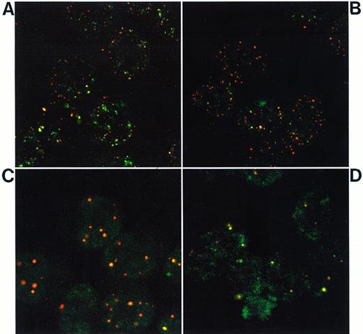 Fig. 5. Confocal laser microscopy analysis of NB4 and NB4-AsR cells double-labeled with anti-PML antibodies (revealed with a Texas Red-labeled conjugate) and anti-RARα antibodies (revealed by a FITC-labeled conjugate). (A) NB4; (B) NB4-AsR; (C) NB4-AsR treated for 1 day with 10−6 mol/L RA; or (D) NB4-AsR treated for 1 day with 10−6 mol/L As2O3.