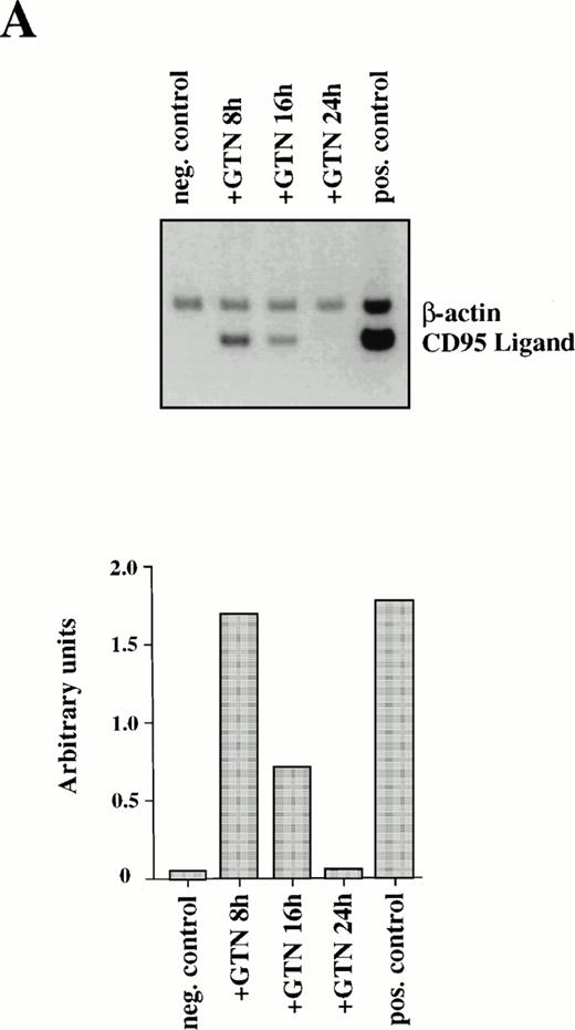 Fig. 2. Induction of CD95L (A) and TRAIL/APO-2L (B) mRNA expression by GTN in APO-S Jurkat cells. Cells were treated for different periods of time with 0.2 mmol/L GTN, and total RNA was isolated. After semi-quantitative RT-PCR with specific primers for CD95L or TRAIL/APO-2L, PCR products were run on a 1.5% agarose gel. APO-S cells stimulated with PMA (20 ng/mL; Sigma) and ionomycin (1 μmol/L; Calbiochem) for 6 hours were used as positive control. Both pictures were scanned using the Adobe Photoshop and the Scan Analysis programs. The ratio between the densities of the specific band to the β-actin band is shown in the histograms on the lower panel (indicated in arbitrary units). (A) The amplified products for CD95L (447 bp) and β-actin (661 bp) are labeled. The gel was blotted and hybridized with CD95L and β-actin–specific probes. (B) The amplified products specific for TRAIL (422 bp) and β-actin (661 bp) are presented.