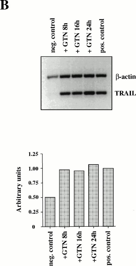 Fig. 2. Induction of CD95L (A) and TRAIL/APO-2L (B) mRNA expression by GTN in APO-S Jurkat cells. Cells were treated for different periods of time with 0.2 mmol/L GTN, and total RNA was isolated. After semi-quantitative RT-PCR with specific primers for CD95L or TRAIL/APO-2L, PCR products were run on a 1.5% agarose gel. APO-S cells stimulated with PMA (20 ng/mL; Sigma) and ionomycin (1 μmol/L; Calbiochem) for 6 hours were used as positive control. Both pictures were scanned using the Adobe Photoshop and the Scan Analysis programs. The ratio between the densities of the specific band to the β-actin band is shown in the histograms on the lower panel (indicated in arbitrary units). (A) The amplified products for CD95L (447 bp) and β-actin (661 bp) are labeled. The gel was blotted and hybridized with CD95L and β-actin–specific probes. (B) The amplified products specific for TRAIL (422 bp) and β-actin (661 bp) are presented.