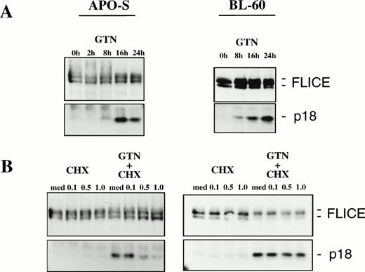 Fig. 5. NO-induced activation of FLICE in lymphoid cell lines. (A) Time-dependent effect of NO in APO-S and BL60 cells. (B) Inhibition of FLICE activation upon treatment with protein synthesis inhibitor cycloheximide (CHX) in APO-S but not in BL60 cells. Cells were treated with 0.2 mmol/L GTN for the time period indicated and/or with CHX at different concentrations. Western blot analysis with anti-FLICE MoAb was performed. The full-length FLICE and the p18 active cleavage product are presented.