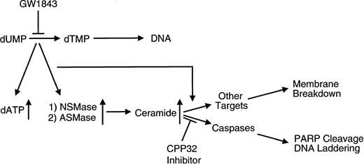 Fig. 11. Schematic diagram representing the major processes involved in GW1843-induced apoptosis of Molt-4 cells. GW1843 inhibits the production of thymidine monophosphate (TMP), which is essential to DNA replication, resulting in accumulation of dATP. An uncharacterized signal causes the activation of both acidic pH, Mg2+-independent sphingomyelinase activity (ASMase) and neutral pH, Mg2+-dependent sphingomyelinase activity (NSMase). An increase in intracellular ceramide levels as a consequence of the increased SMase activity causes plasma membrane breakdown and may also activate caspases. The caspase pathway is sensitive to CPP32 inhibition and is characterized by events recognized as hallmarks of apoptosis such as PARP cleavage and DNA laddering.