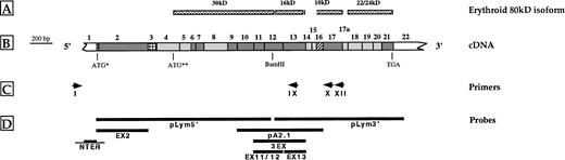 Fig. 1. Schematic representations of protein 4.1 (A), cDNA (B), primers (C), and cDNA probes (D). (A) Structural domains of the erythroid protein 4.1, derived from limited chymotryptic cleavage. (B) (▩) Constitutive coding sequences; (▧) alternative coding sequences; (░) the 5′ end of exon 2 and exon 16 are the only motifs where alternative splicing is endowed with known physiological significance; (▦) alternative noncoding sequence; (□) untranslated regions. ATG* and ATG** indicate upstream and downstream translation initiation codons, respectively. (C) Schematic representation of the primers used in 5′ RACE experiments (see also Table 1). (D) Schematic localization of the cDNA and genomic DNA probes used in Southern blot analysis. Probes encompassing exonic (thick bar) and intronic (thin bar) regions.
