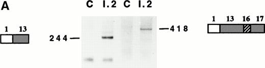 Fig. 2. Reticulocyte mRNA analysis. (A) 5′RACE on reticulocyte mRNA, using the pairs of primers I/IX (left side) and I/X (right side). C, control; I.2, proposita. The PCR products are schematically represented and their sizes in basepairs are shown. For schematic representation of exons, see Fig 1. (B) Use of internal cryptic splicing sites within exon 13. Sequencing analysis performed on RT-PCR products derived from normal12 or 4.1 Annecy (this report) mRNAs showed discrete use of cryptic acceptor sites within exon 13. The several sequences obtained from 4.1 Annecy tend to suggest a different pattern of use of these sites. () Major site; (—) secondary site; (---) site not used. Intronic and exonic sequences are represented in lowercase and capital bolded letters, respectively.