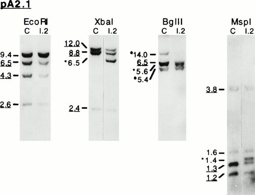 Fig. 4. Southern blot analysis of the 3′ endpoint genomic deletion. (A) Southern blot analysis of genomic DNA from control (C) and proposita (I.2), using pA2.1 cDNA probe (see also Fig 1). Restriction enzymes used are indicated. Band sizes (in kilobases) are given. Underlined sizes correspond to half intensity bands; *abnormal bands; •polymorphic site c.24 (B) Partial restriction map, around exon 13, of normal 4.1 gene (top) and shortened allele 4.1 Annecy (bottom). X, B, M, and E represent restriction sites ofXba I, Bgl II, Msp I, and EcoRI enzymes, respectively. Underlined sites had been previously localized (Baklouti et al23 and unpublished data). Localization of Msp I site on the normal gene stemmed from results shown on (A). *Msp I site originating from intron 1 region. (░) The approximately 1-kb region containing the 3′ endpoint of the genomic deletion.