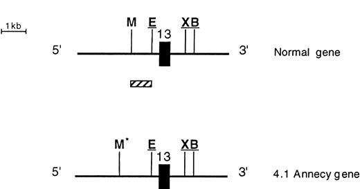 Fig. 4. Southern blot analysis of the 3′ endpoint genomic deletion. (A) Southern blot analysis of genomic DNA from control (C) and proposita (I.2), using pA2.1 cDNA probe (see also Fig 1). Restriction enzymes used are indicated. Band sizes (in kilobases) are given. Underlined sizes correspond to half intensity bands; *abnormal bands; •polymorphic site c.24 (B) Partial restriction map, around exon 13, of normal 4.1 gene (top) and shortened allele 4.1 Annecy (bottom). X, B, M, and E represent restriction sites ofXba I, Bgl II, Msp I, and EcoRI enzymes, respectively. Underlined sites had been previously localized (Baklouti et al23 and unpublished data). Localization of Msp I site on the normal gene stemmed from results shown on (A). *Msp I site originating from intron 1 region. (░) The approximately 1-kb region containing the 3′ endpoint of the genomic deletion.