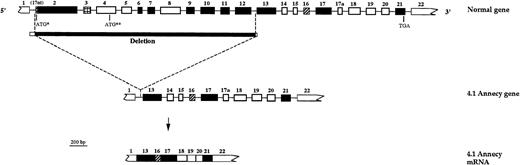 Fig. 6. Schematic representation of the genomic deletion. (Top) Schematic out-of-scale representation of protein 4.1 gene. Tentative boundaries of the genomic deletion are depicted. (▪) Genomic deletion encompassing exons 2 to 12. (□) 5′ and 3′ endpoints located downstream from exon 1 and in a 1-kb stretch upstream from exon 13, respectively. (Middle) Schematic representation of 4.1 Annecy gene. (Bottom) Representation of the shortened 4.1 Annecy mRNA. For schematic representation of exons, see Fig 1.