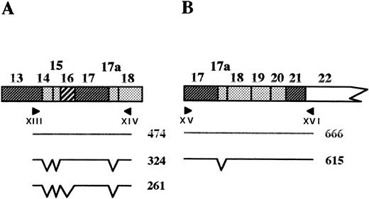 Fig. 7. Tissue-specific splicing of exons downstream from the deletion. (Top) Schematic representation of the PCR strategy; the expected PCR products and their sizes in basepairs are shown. (Bottom) RT-PCR on reticulocyte (R) or lymphoblastoid cell (L) mRNA, using primers XIII/XIV (A) or primers XV/XVI (B). C, control; I.2, proposita; M, size marker.