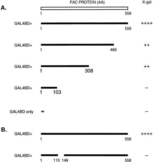 Fig. 1. Interaction of GRP94 with FAC by yeast two-hybrid analysis. (A) Structure of full-length FAC and carboxy-terminal truncated mutants (amino acid residues are residues indicated) and (B) an in-frame protein product of the IVS4+4 mutation that deletes exon 4 sequences were fused in-frame, downstream of the DNA-binding domain of GAL4 in the vector pGBT or pBDGAL4Cam. Transcriptional activation ofLacZ in yeast transformed with these constructs as well as with pACT-GRP94 that contains the entire coding region of human GRP94 fused to the GAL4 transcriptional activation domain was assessed by a filter color assay. The rapidity and intensity of color development was scored by visual inspection as shown: −, white color after 12 hours; +, blue color after 1 to 12 hours; ++, dark blue color or blue color after less than 1 hour.