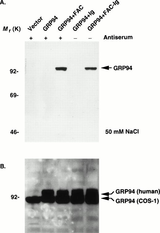 Fig. 2. FAC binds to GRP94 in vivo in transfected cells. (A) COS-1 cells transfected with the indicated constructs (vector, pED6; remainder as described in the Materials and Methods) were processed after 48 hours, and cytoplasmic extracts were prepared in a final concentration of 50 mmol/L NaCl. Extracts were immunoprecipitated with either anti-FAC antiserum and protein A-agarose sequentially (+) or with protein A-agarose (−) only, boiled, resolved by SDS-PAGE, and probed for GRP94 expression by immunoblotting. (B) Analysis of transfected COS-1 cell lysates directly by immunoblotting and probing with anti-GRP94 antibody. The endogenous COS-1 GRP94 appears slightly smaller than the transfected human GRP94 cDNA (shown as bent arrows).