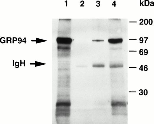 Fig. 3. Interaction of murine fac with GRP94 in vivo. Liver cytoplasmic extracts from C57B/6 mice were subjected to immunoprecipitation with either polyclonal anti-FAC antibody or monoclonal anti-GRP monoclonal antibody. The anti-FAC antibody can bind efficiently protein A, whereas the rat anti-GRP94 antibody binds well to protein G, but not to protein A. Thus, to increase the recovery of immune complexes and minimize quantitative differences that may result from such interactions, immune complexes were precipitated with a mixture of protein A-agarose and protein G-agarose. After electrotransfer to PVDF membranes, the expression of GRP94 was detected using anti-GRP94 antibody (1 μg/mL), HRP-conjugated goat antirat IgG, and EC. Lane 1, 50 μg extract analyzed directly without prior immunoprecipitation; lane 2, 250 μg extract incubated with protein A-agarose and protein G-agarose without primary antibodies; lane 3, 250 μg extract immunoprecipitated with anti-FAC antibody (4 μg in 250 μL extract) and subsequently with protein A-agarose and protein G-agarose; 250 μg extract immunoprecipitated with anti-GRP94 (4 μg in 250 μL extract) antibody and subsequently with protein A-agarose and protein G-agarose. The positions of murine GRP94 and rabbit IgG heavy chain are shown (arrow).