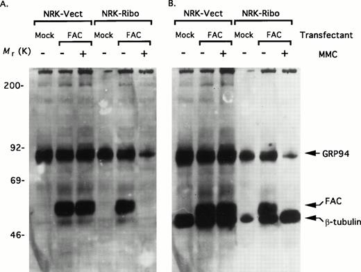 Fig. 4. Ribozyme-mediated inactivation of GRP94 causes severe reduction in the level of FAC. (A) NRK-Vect and NRK-Ribo cells transfected with pED6 (mock) or pED6-FAC (FAC) were either untreated or treated with 100 nmol/L MMC for 24 hours. Cytosolic lysates were then assayed for expression of FAC and GRP94 simultaneously by immunoblotting. (B) The same immunoblot as in Fig 3A was reprobed with an antibody against β-tubulin.