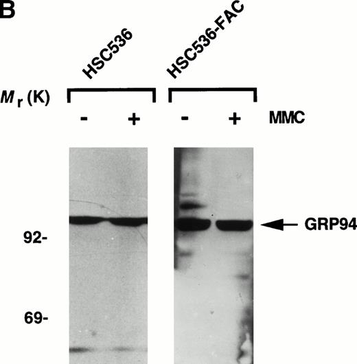 Fig. 5. GRP94 expression in vivo. (A) Enhanced factor VIII secretion by inactivation of GRP94. NRK-Vect and NRK-Ribo cells transfected with pMT2-factor VIII were analyzed for their ability to secrete factor VIII in the presence or absence of MMC. (B) Invariant GRP94 levels in parental and complemented FA-C cells. Lysates of parental HSC536 and HSC536-FAC cells were analyzed by immunoblotting with anti-GRP94 antibody. Each lane contained 10 μg protein as determined by the Bradford assay.