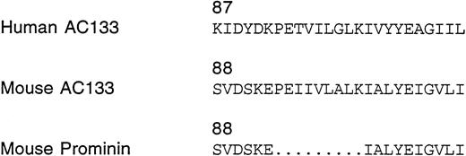 Fig. 1. Alignment of human AC133, mouse AC133, and mouse prominin sequences, showing the position of a presumed nine–amino acid deletion in the mouse prominin sequence.
