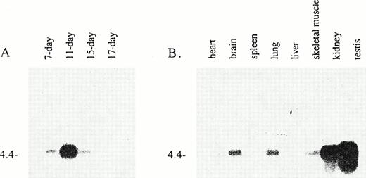 Fig. 2. Northern analysis of murine AC133 antigen mRNA expression. Multiple tissue poly A+ Northern blots were purchased from Clontech (San Diego, CA) and probed with32P murine AC133 antigen cDNA. (A) Expression of message is detectable in mouse embryo peaking at day 11, and then tapering off to still detectable levels at days 15 and 17. (B) In adult tissues, message is detectable in brain, lung, skeletal muscle, kidney, and testis.