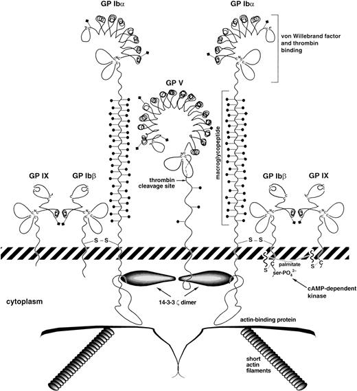 Fig. 1. Schematic view of the platelet GP Ib-IX-V complex. Key structural features of the complex are shown. The leucine-rich repeats of the four polypeptides are drawn based on the structure determined for the porcine ribonuclease inhibitor, a protein made up entirely of leucine-rich repeats.32 The depicted polypeptide arrangement is based on the published stoichiometry determined by monoclonal antibody binding17-19 and on the associations determined for the polypeptides.47112 A caveat about this depiction: the quantity of GP V on the platelet surface has only been determined using 2 GP V monoclonal antibodies,1820 which could lead to overestimates or underestimates of true polypeptide number. In addition, no quantitation has ever been performed to indicate that every GP V molecule on the platelet surface is associated with the complex. Complexes of greater complexity having the same stoichiometry are also possible.2282 Diamonds on stalks represent N-linked carbohydrates and circles on stalks represent O-linked carbohydrate.