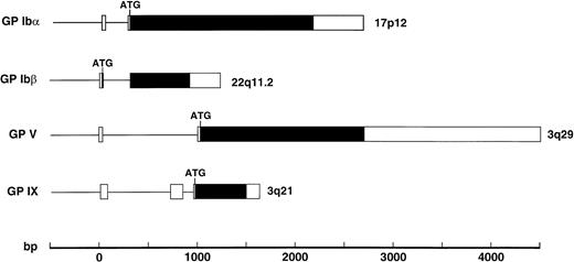 Fig. 3. Structures of the genes encoding the 4 polypeptides of the GP Ib-IX-V complex with exons shown as boxes, introns as the lines between boxes, and open reading frames in black. The position of the ATG start codon is also indicated.
