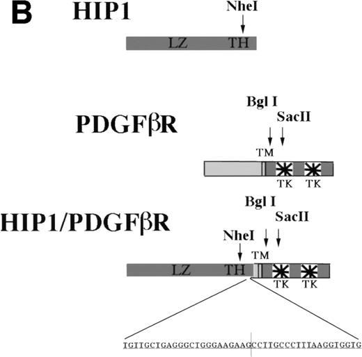 Fig. 2. Identification of the chromosome 7 fusion partner. (A) Schematic diagram of anchored PCR.619 (B) Sequence of theHIP1/PDGFβR breakpoint and schematic of the fusion protein. (C) Southern blot analysis of HIP1 gene locus in control DNA (lanes 1 and 2) and patient DNA (lane 3). Arrows indicate rearranged fragments in the Pst I and Xba I digests.