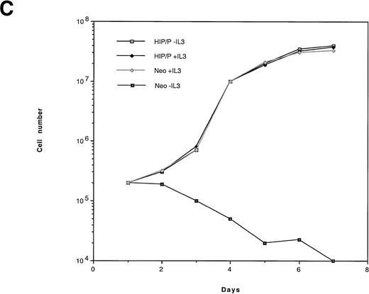 Fig. 5. HIP1/PDGFβR transforms Ba/F3 cells to factor independence. Two independent infections of Ba/F3 cells were performed. To assess protein expression and phosphorylation, lysates were immunoprecipitated with anti-PDGFβR antibody (tail; Pharmingen), separated on 8% polyacrylamide gel electrophoresis (PAGE), and blotted onto nitrocellulose. Proteins were detected with anti-PDGFβR peptide antibody directed against the C-terminus (part a) and HRP-conjugated anti-phosphotyrosine 4G10 monoclonal antibody (part b). Lanes 1 and 2 are the HIP1/PDGFβR stable infectants, and lanes 3 and 4 are neomycin-resistant controls. (C) The G418-resistant cells growing in IL-3 were seeded in 96-well trays with 2 × 104 cells per 200 μL per well in RPMI 1640 and 10% fetal calf serum media with or without IL-3. Cells were assessed for number and viability (trypan blue) in triplicate at 24-hour intervals. Each point is the average of the triplicate samples, with standard deviations ranging from 1% to 3% of the number of cells counted each day.