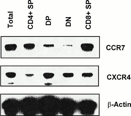 Fig. 3. RT-PCR analysis of CXCR4 and CCR7 mRNA expression in thymocyte subsets. RT-PCR analyses were performed as described in the Materials and Methods using the same amount of total RNA obtained from each sorted thymocyte subset. Data shown are representative of 3 independent experiments. β-Actin was amplified as an internal control.