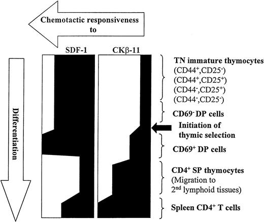 Fig. 9. Modulation of chemotactic responsiveness to SDF-1 and CKβ-11/MIP-3β/ELC during T-cell development from early TN stage to mature CD4+ T cells in secondary lymphoid tissues.