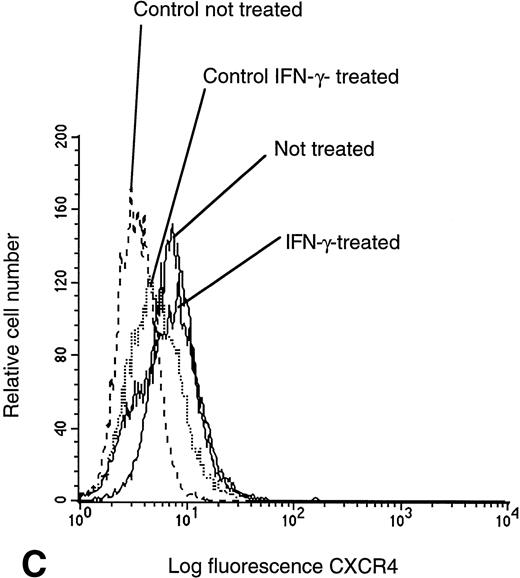 Fig. 4. Flow cytometry assessment of HIV receptor cell surface expression on U937 cells. Cell surface CR expression was increased after treatment with IFN-γ as determined by labeling with MIP-1α. Enhanced binding of MIP-1β was detected on cells pretreated with IFN-γ, as compared with untreated controls. CXCR4 expression remained unchanged, independent of pretreatment, as assessed with specific anti-CXCR4 monoclonal antibodies. CD4 expression on U937 cells was not altered by exposure to IFN-γ.