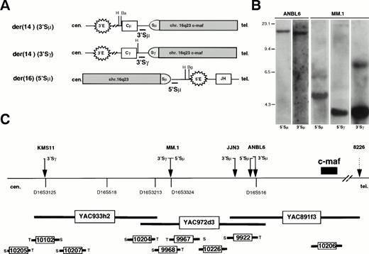 Fig. 1. Identification and characterization of t(14;16)(q32;q23) translocation breakpoints. (A) Diagram of der(14) and der(16) breakpoints from translocations involving Sμ and Sγ. The centromere is to the left. Structural elements include enhancers (3′E and 5′E), switch region (S), and coding segments (rectangles). Thick horizontal lines depict hybridization probes. Vertical lines represent restriction enzyme sites. H, HindIII; Ba, BamHI; Bg,Bgl II. (B) Southern blots of MM cell line genomic DNAs digested with HindIII. Probes flanking switch regions are indicated at the bottom of each lane. For the ANBL6 line, 17-kb and 16.5-kb rearranged fragments are detected with the 5′ and 3′Sμ probes, respectively. For the MM.1 line, 4.9-kb and 7.7-kb rearranged fragments are detected with the 5′Sμ and 3′Sγ probes, respectively. The MM.1 4.0-kb fragment(s) that cohybridizes with 5′Sγ and 3′Sγ probes represents an unrearranged, germline fragment containing a γ switch region. (C) Map of region at 16q23 that contains c-maf and sequences present in the cloned t(14;16) breakpoint fragments. For the BAC clones (designated by number within box), the T7 (T) and SP6 (S) ends are shown when the orientation has been defined. Mapping was performed by using PCR reactions to detect sequences derived from the ends of BAC/P1 clones, translocation breakpoint fragments, and c-maf, plus 5 other chromosome 16 markers28. The composite map is not to scale but is fully consistent with analysis of additional clones and markers that are not shown. The dashed arrow indicates that the t(16;22) breakpoint in 8226 is telomeric to c-maf by FISH analysis.