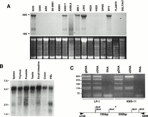 Fig. 2. Expression of c-maf mRNA in myeloma cell lines and some normal human tissues. (A) A Northern blot containing 15 μg of total RNA from each of 14 MM lines was probed for c-maf, with the horizontal lines indicating the position of 5.0- and 2.0-kb ribosomal RNAs. Ethidium bromide staining is shown in the lower panel. (B) A Northern blot containing 2 μg of poly (A)+ RNA from each of several normal tissues was assessed for c-maf expression. (C) Genomic DNA, cDNA, and RNA from 2 MM cell lines was subjected to PCR amplification using appropriate oligonucleotides from the 3′ untranslated region of c-maf. The amplified products were digested with Mnl I and fractionated by electrophoresis on a 2% acrylamide gel. The positions of Mnl I sites, including the polymorphic (*) Mnl I site, in the amplified fragments are shown.