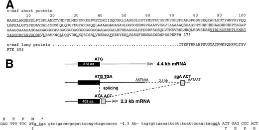 Fig. 3. Sequence of short and long c-maf proteins generated by alternative RNA processing of transcripts from the c-maf gene. (A) A single letter code indicates the two sequences, with the long form identical to residues 1 through 372 of the short form. The basic region is underlined as a block, and individual residues that contribute to a presumptive leucine zipper are individually underlined. (B) This diagram summarizes the genome organization and codon sequences that account for the alternative RNA processing that generates the 2 forms of c-maf mRNA. The exon unique to the long form of the c-maf protein is located about 2.1 kb downstream of the polyadenylation signal used to generate the 4.4-kb mRNA that encodes the short form of the c-maf protein. The sequences of the exon-intron boundaries for the short mRNA are indicated, with the exon sequences in capital letters. The homology of the 4.4-kb mRNA to the avian c-maf genomic sequence indicates that the coding region and 3′ untranslated region are contained within a single exon.