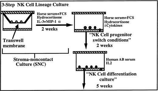 Fig. 1. Culture of CD34+/Lin−/DR− cells in stromal-based long-term NK cell culture with IL-2 alone results in NK cell differentiation without maintenance of CD34+ cells, committed myeloid progenitors, or lymphoid progenitors capable of reinitiating long-term NK cell cultures. A sequential culture was designed to induce commitment and further differentiation of NK cell progenitors from cultures, which maintain LTC-IC. Fresh CD34+/Lin−/DR− cells are plated in Transwell inserts above allogeneic, irradiated stroma in LTC medium supplemented with IL-3 and MIP-1α. After 14 days, progeny are harvested and plated in direct contact with stroma in the presence or absence of indicated cytokines for “NK cell progenitor switch” conditions. After 2 weeks, medium was removed without loss of nonadherent cells then replated in NK medium with IL-2 alone to further differentiate NK cells.