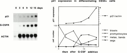 Fig. 1. p21 upregulation during myeloid differentiation of CD34+ cells. CD34+ cells were expanded in 100 ng/mL IL-3 and 100 ng/mL KL in 10% IMDM for 3 days and then G-CSF was added at 10 ng/mL. Similar results are seen if G-CSF is added at day 0. At day 0 and at 3-day intervals after the addition of G-CSF, nonadherent cells were harvested for morphologic analysis and RNA preparation. (Right) (bottom) Morphologic analysis of 86-107 cells on cytospins shown as percentages; myelocytes (not shown) peaked at 6%. (Top) Normalized p21 message as determined on a phosphoimager is plotted. (Left) RNA was blotted and sequentially probed with radiolabeled p21, G-CSF receptor, and actin cDNAs.