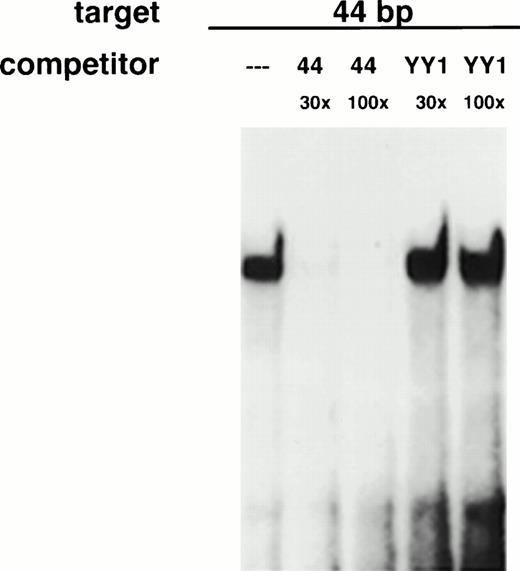 Fig. 3. HL-60 cells express a DNA-binding activity that specifically binds a 44-bp fragment in the p21 promoter. Whole cell extracts of log-phase HL-60 cells were incubated in the presence of a radiolabeled 44-bp fragment from the p21 promoter and subjected to electrophoretic mobility shift analysis. Binding was performed in the presence of 30× or 100× excess of specific (44) or non-specific (YY1) unlabeled competitor DNA as indicated.