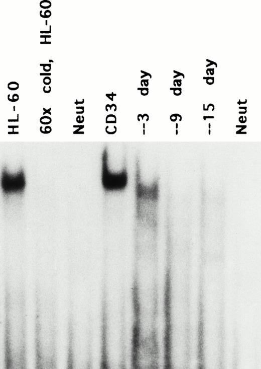 Fig. 5. Stage-specific presence of p21-promoter binding activity in differentiating CD34+ cells. Umbilical cord CD34+ cells prepared with magnetic beads were expanded in differentiating medium (KL, IL-3, and G-CSF) and extracts prepared for gel-shift in parallel with p21 mRNA determination as shown in Fig 1. The faint and slightly faster band at day 3 is reproduceable. Lane 2 indicates competition by cold fragment of the band induced by HL-60 extract.