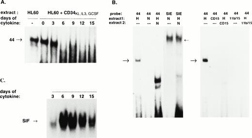 Fig. 7. Elimination DNA-binding activity of extracts by coincubation with differentiated cell extracts. (A) Twelve micrograms of HL-60 extract was incubated in the absence (−) or presence of 12 μg of extract from CD34+ blast cells (0) or CD34+ cells incubated for 3 to 15 days in the presence of kit ligand (100 ng/mL), IL-3 (100 ng/mL), and G-CSF (20 ng/mL) as indicated. After 20 minutes of coincubation, radiolabeled target DNA was added and gel-shift was performed as described. (B) (Left half) Thirty micrograms of extract from HL-60 cells (H) and cord neutrophils (N) were incubated separately or together (H+N) before the addition of labeled 44-bp fragment or labeled SIE probes. The typical gel-shift band seen upon incubation with each fragment is indicated with an arrow (forward arrow, 44-bp band shift; backward arrow, SIF bands). The lower, nonspecific band seen in the H+N lane was not extinguished by unlabeled competitor 44-bp fragment (not shown). (Right half) Twenty-six micrograms of HL-60 extract (H) or 9 μg of extract from sorted CD11b−CD15+ cells (CD15) or from CD11B+CD15+ cells (11b/15) were incubated separately with labeled 44-bp fragment as shown. In addition, these amounts of extracts were combined in mixing experiments (H+CD15), (H+11b/15) as indicated. Specific bands are indicated as before. (C) Incubation of differentiating cell extracts with SIE. Extracts from CD34+ cells incubated for 3 to 15 days in the presence of kit ligand, IL-3, and G-CSF were incubated with radiolabeled SIE target. Characteristic bands (SIF43) are evident.