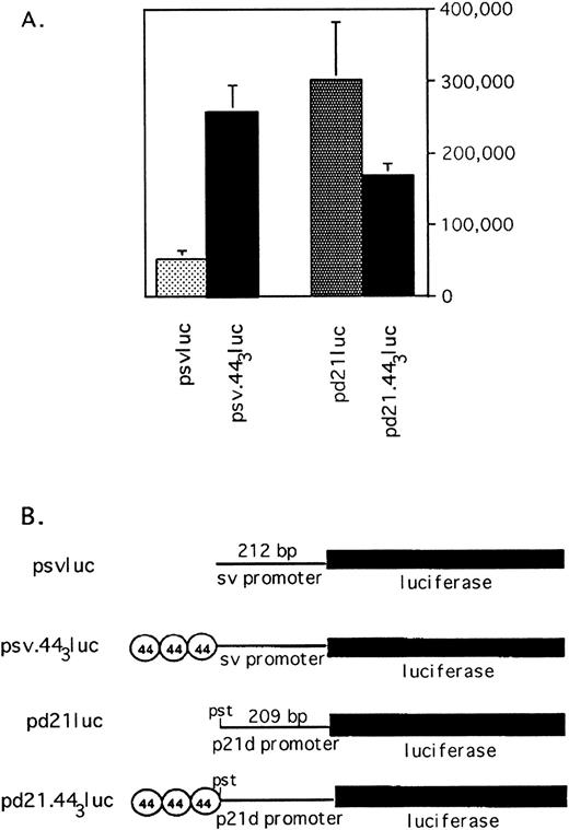 Fig. 8. p53-independent transcription mediated by the 44-bp element. (A) The 44-bp element enhances or suppresses transcription depending on the promoter. Log phase HL-60 cells were transfected with luciferase reporter plasmid driven by the sv40 promoter (psvluc) or a promoter consisting of 209 bp of the p21 promoter proximal to the transcription startsite (pdluc). Luciferase activity is compared with that of reporter constructs with 3 copies of the 44-bp sequence upstream of the promoter, as indicated. All values are normalized to β-galactosidase expression from cotransfected CMV-βgal reporter to correct for transfection efficiency. The average and standard error of three experiments is shown. (B) Schematic of reporter plasmids used in transfections.