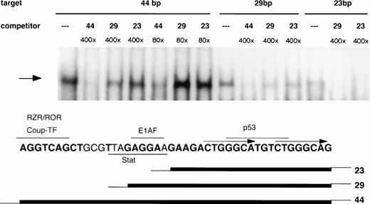 Fig. 9. Boundaries of the 21PBA target sequence. 21PBA binds the 3′-half of the 44-bp promoter fragment. HL-60 cell extract was incubated with either the 44-bp fragment or 23- or 29-bp fragments bearing identical sequence to the 3′ portion of the longer fragment. All targets generate the same gel-shift band, which can be specifically competed, as shown. The 44-bp fragment is significantly more effective than the shorter fragments as a cold competitor against labeled 44- or 28-bp fragments. The bottom portion of the figure depicts the positions of recognition sites for several transcription factors relative to fragment boundaries.