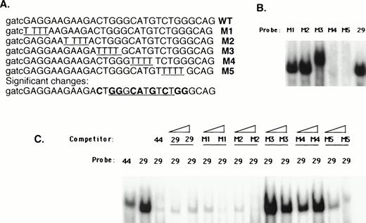Fig. 10. Scanning mutation analysis of 21PBA recognition sequence. (A) Juxtaposition of mutated sequences M1-M5 against the wild-type sequence. Successive 4-bp sequence elements are substituted with thymidine. Base changes affecting 21PBA binding are summarized at the bottom in bolded letters; sequences comprising a p53 consensus site are underlined. (B) Binding by mutant sequences is shown. Equal amounts of radiolabeled mutant (M1-M5) or wild-type (29) probe were incubated with HL-60 extract in gel-shift assay. Loss of binding to M4 and M5 and novel migration using the M3 target is evident. (C) The ability of mutant sequences to compete binding to the 29-bp target is shown. A 44-bp target labeled at low activity is shown in lane 1. HL-60 extract is incubated with radiolabeled 29-bp target after preincubation for 30 minutes with 30-fold excess of unlabeled 44-bp competitor and either 30- or 100-fold excess of unlabeled 29-bp or mutant competitor as shown.