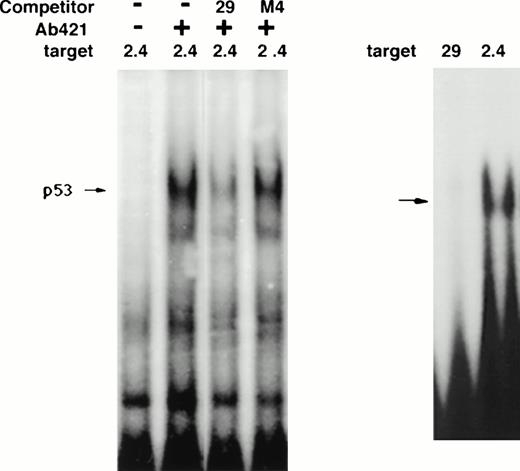 Fig. 11. p53 binding ability of 29-bp sequence. (A) Ability of 29-bp sequence to compete p53 binding in extracts. Extracts of irradiated T10 cells are tested on gel-shift assay. The upstream p53 site in the p21 promoter (2.4) is targeted. The first two lanes demonstrate the appearance of the expected p53 gel-shift band in the presence of anti-p53 antibody pAb421. The p53 band is partially competed by 100-fold excess of 29-bp sequence but not mutated sequence (M4). (B) Lack of direct binding of p53 to the 29-bp sequence. A gel-shift assay is shown demonstrating binding of recombinant p53 core protein to the upstream p53 site (2.4) but not to the 29-bp sequence.