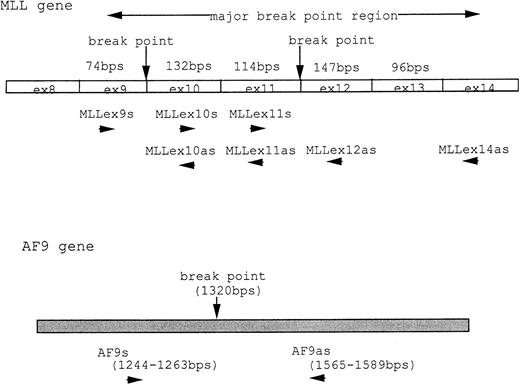 Fig. 4. (A) MLL and AF9 break points in UG3 cells. Break points in UG3 cells as determined by sequencing the RT-PCR products are shown with vertical black arrow heads. Primers are shown as horizontal arrow heads; ex, exon; bps, base pairs. (B) RT-PCR analysis for AF9-MLL and MLL-AF9 fusion transcripts in UG3 cells. RT-PCR analysis was performed as detailed in the Materials and Methods. Amplification reactions performed with all primer combinations failed to produce any PCR product, with the exception of the following primer pairs: AF9s-MLLex12as (lane 1), AF9s-MLLex14as (lane 3), and MLLex9s-AF9as (lane 5). As a control, RT-PCR analysis was also performed with reversely transcribed RNA obtained from K562 cells using these primer pairs, and reaction products were loaded into lanes 2, 4, and 6, respectively. Lane M depicts pBR322 DNA digested with Msp I as a molecular weight marker. Shown is one representative result of four independent experiments.