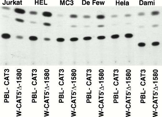Fig. 1. (A) Expression of the W-CAT5′▵-1,580 construct in human hematopoietic cell lines. Transfections and CAT assays were performed as indicated in Materials and Methods. The amounts of extracts used in CAT assays were normalized based on the values of luciferase activity. PBL3-CAT was used as a negative control. (B) Comparison of the expression of W-CAT5′▵-1,580 in Jurkat cells and nonhematopoietic human cell lines. CAT activity is expressed as a percentage of the values obtained with the strong universal CAT vector, RSV-CAT, in each cell line.